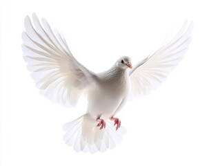 Fototapeta premium White dove in flight against white background