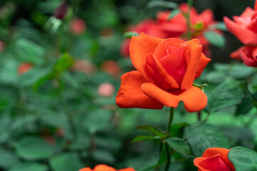 Vibrant Scarlet Roses in Lush Garden Displaying Full Bloom Petal Poetry
