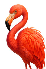 Fototapeta premium Orange flamingo with transparent background looking to the side