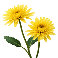 Naklejka premium yellow chrysanthemum isolated on white
