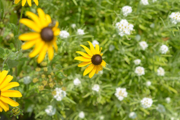 yellow flower (rudbeckia) viewed from above in a garden bed with defocused white pearly everlasting flowers