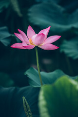 Dark Tonal Pink Lotus Flower Single Bloom On Summer Lily Pad