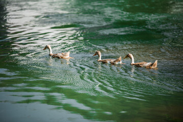 Mountain Village Ducks Playing In Crystal Clear Turquoise River