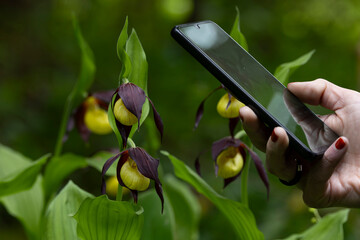 woman with red finger nails photographing blooming lady's-slipper orchid (Cypripedium calceolus)...