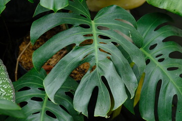 Monstera deliciosa, the Swiss cheese plant or split-leaf philodendron is a species of flowering...