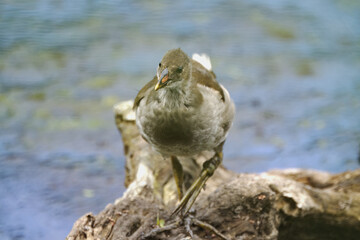 cute moorhen young, moorhen on tree stump in the lake, close-up of a not yet adult moorhen with big paw, big feet, blue background of the lake, Gallinula chloropus