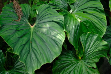 The philodendron plowmanii is a relative newcomer in the botany world. 