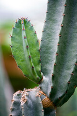 Desert Cactus Baby Sprouts Emerging From Sandy Soil Macro Photography