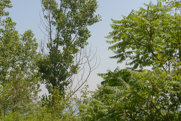 Fototapeta premium tree branches on a blue sky in summer