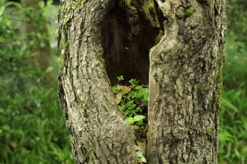 Macro Photograph of a Natural Tree Hollow Landscape Texture with Moss and Wood Detail