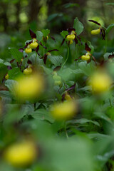blooming lady's-slipper orchid (Cypripedium calceolus)