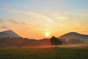 Silhouetted Hills at Sunrise with Mist Floating Above the Meadow with Solitary Tree © SebVoj
