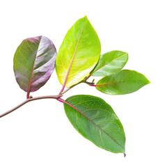 Obraz premium Close-up of a branch with vibrant leaves, exhibiting a mix of deep purple-red and vibrant green hues