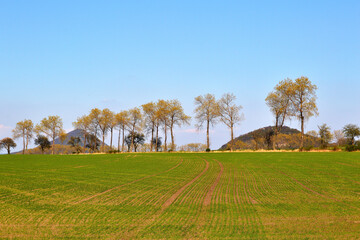 Tree Row Alley and Green Fields in Rolling Czech Hills under Clear Blue Sky
