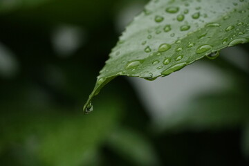 Grain Rain Season Raindrops On Fresh Green Leaves Close-Up Photo
