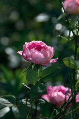 Blooming Pink Rose Garden Close Up Floral Photography