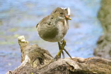funny pose of a moorhen young, moorhen on tree stump in the lake, close-up of a not yet adult...