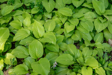 Background of green hosta leaves. Group of green plants.