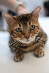 Curious Bengal Cat Gazing at camera