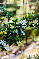 Cluster Of Blooming Gardenia Flowers Displaying Delicate White Petals