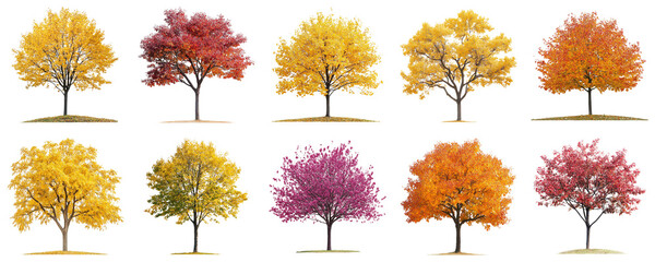 Vibrant Autumn Trees in Varying Colors and Foliage Displaying Nature Seasonal Beauty. Large...