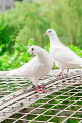 Graceful Pigeons In Bright Summer Outdoor Setting With Fresh Atmosphere