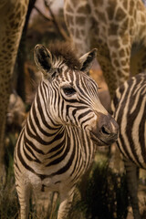 Naklejka premium Majestic Zebra Herd Grazing On African Grassland Beneath Dramatic Sky