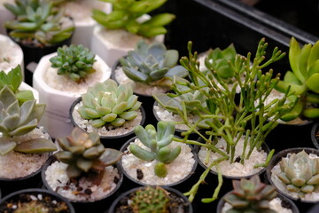 Succulent plants in pots. Families such as Aizoaceae, Cactaceae, and Crassulaceae, most of the species are succulents.