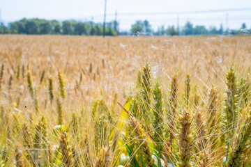 High Resolution Desktop Background Featuring Grain In Ear Harvest Of Cereal Crops