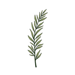 Fototapeta premium Rosemary sprig illustration on transparent background 