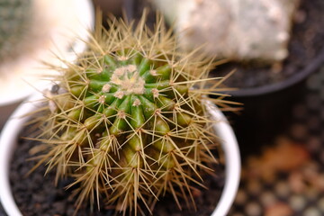 Kroenleinia grusonii, known as golden barrel cactus, golden ball, "mother-in-law's pillow" or "mother-in-law's chair", is a species of barrel cactus endemic to east-central Mexico