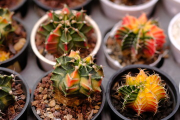 Gymnocalycium mihanovichii is a species of cactus from South America.