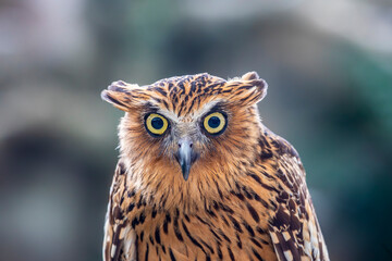the closeup image of Buffy fish owl, is a species of owl in the family Strigidae, It is native to Southeast Asia and lives foremost in tropical forests and wetlands.