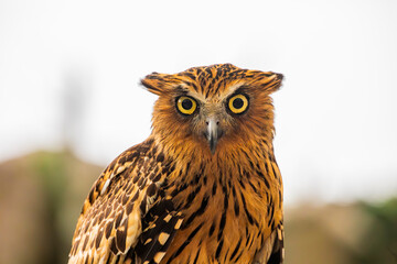 the closeup image of Buffy fish owl, is a species of owl in the family Strigidae, It is native to Southeast Asia and lives foremost in tropical forests and wetlands.