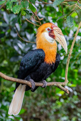 The Male Blyth's hornbill (Rhyticeros plicatus) is a large hornbill inhabiting the forest canopy in Wallacea and Melanesia. Its local name in Tok Pisin is kokomo. © Danny Ye