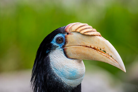 The female Blyth's hornbill (Rhyticeros plicatus) is a large hornbill inhabiting the forest canopy in Wallacea and Melanesia.
Its local name in Tok Pisin is kokomo. - Powered by Adobe