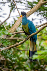 The great blue turaco (Corythaeola cristata) is a bird species of the family Musophagidae.The male and female have similar plumage. It is widespread throughout the African tropical rainforest.