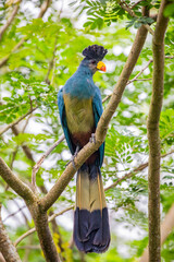 The great blue turaco (Corythaeola cristata) is a bird species of the family Musophagidae.The male and female have similar plumage. It is widespread throughout the African tropical rainforest.