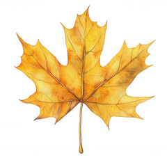 Obraz premium Golden maple leaf floating delicately, pristine rendering capturing seasonal warmth against watercolor white surface, autumn elegance