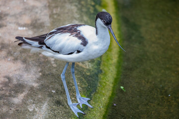 A Pied avocet closeup image. The pied avocet (Recurvirostra avosetta) is a large black and white wader in the avocet and stilt family