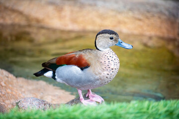 The ringed teal (Callonetta leucophrys) is a small duck of South American forests. It is the only species of the genus Callonetta.