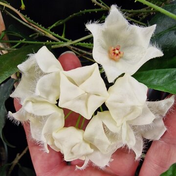 White Hoya paradisea flowers 
