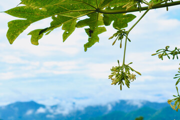 Papaya flowers blooming under a bright sky with mountain views in the background - a peaceful moment in nature capturing the essence of tropical farming and organic growth.