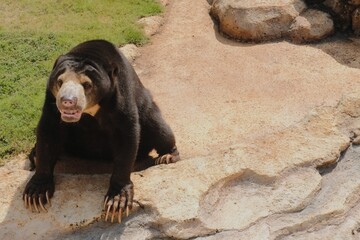 Sun Bear Stands With Grace