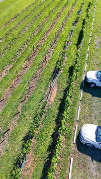 Vertical aerial Vineyard rows in the summer