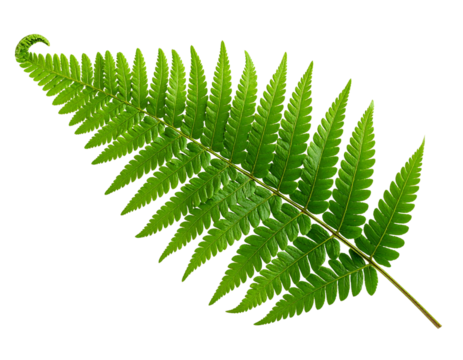 Realistic fern leaf with curling tip, isolated on a transparent background