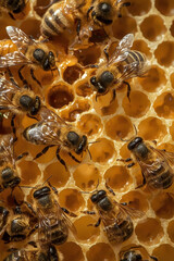Honey bees working in honeycomb