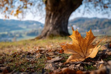 Autumnal leaf on ground, tree in background