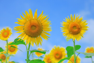 夏を象徴するひまわりの風景