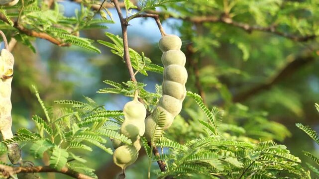 Gum arabic (gum acacia, gum sudani) fruit on the tree. Gum arabic's mixture of polysaccharides and glycoproteins gives it the properties of a glue and binder that is edible by humans